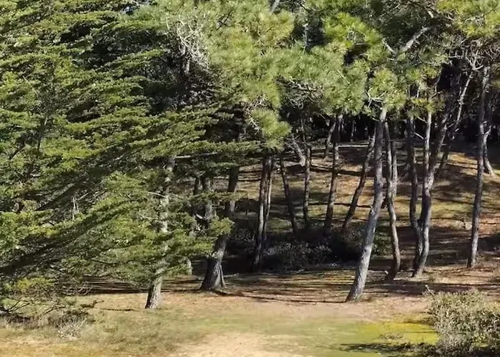 Вилла Villa Albert *